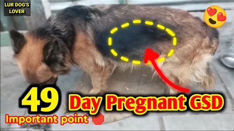 german pregnant porn|PREGNANT GERMAN